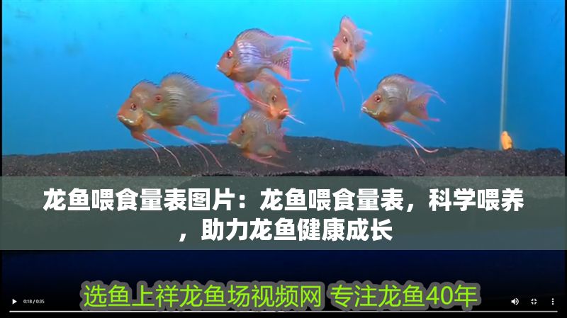 龍魚喂食量表圖片：龍魚喂食量表，科學喂養，助力龍魚健康成長