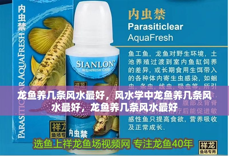 龍魚養幾條風水最好，風水學中龍魚養幾條風水最好，龍魚養幾條風水最好