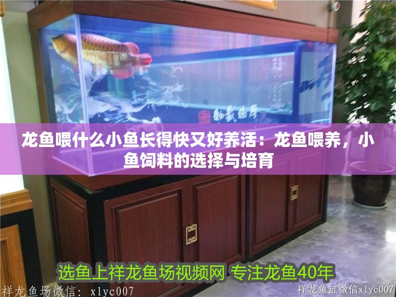 龍魚喂什么小魚長得快又好養活：龍魚喂養，小魚飼料的選擇與培育
