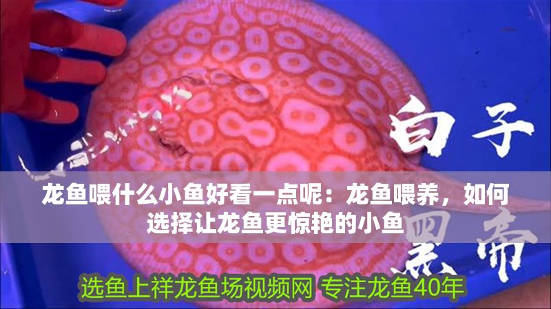 龍魚喂什么小魚好看一點呢：龍魚喂養，如何選擇讓龍魚更驚艷的小魚