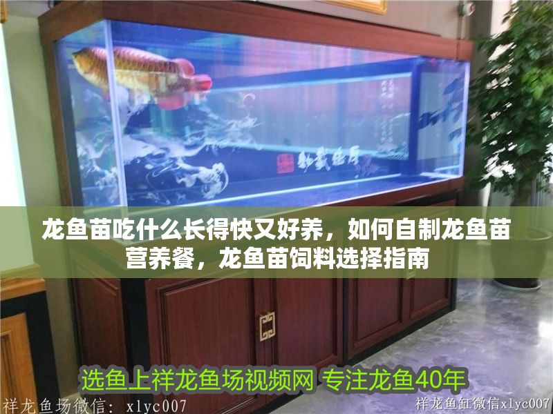 龍魚苗吃什么長得快又好養，如何自制龍魚苗營養餐，龍魚苗飼料選擇指南