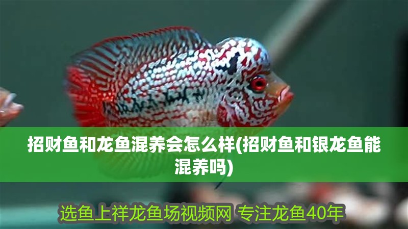 招財魚和龍魚混養會怎么樣(招財魚和銀龍魚能混養嗎)