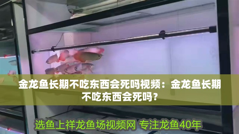 金龍魚長期不吃東西會死嗎視頻：金龍魚長期不吃東西會死嗎？