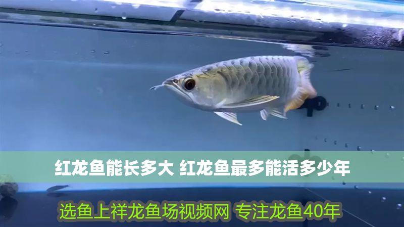 紅龍魚能長多大 紅龍魚最多能活多少年