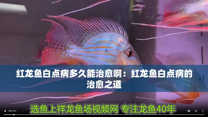 紅龍魚白點病多久能治愈啊：紅龍魚白點病的治愈之道