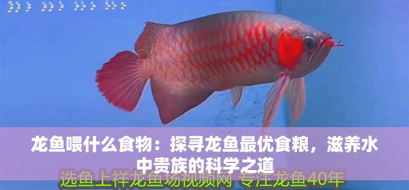龍魚喂什么食物：探尋龍魚最優(yōu)食糧，滋養(yǎng)水中貴族的科學(xué)之道