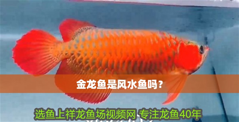 金龍魚是風(fēng)水魚嗎？ 金龍魚是風(fēng)水魚嗎？ 龍魚百科