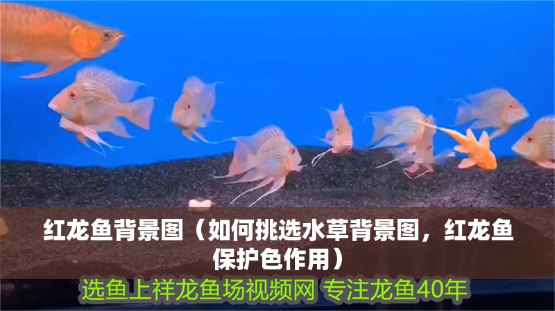紅龍魚背景圖（如何挑選水草背景圖，紅龍魚保護(hù)色作用）