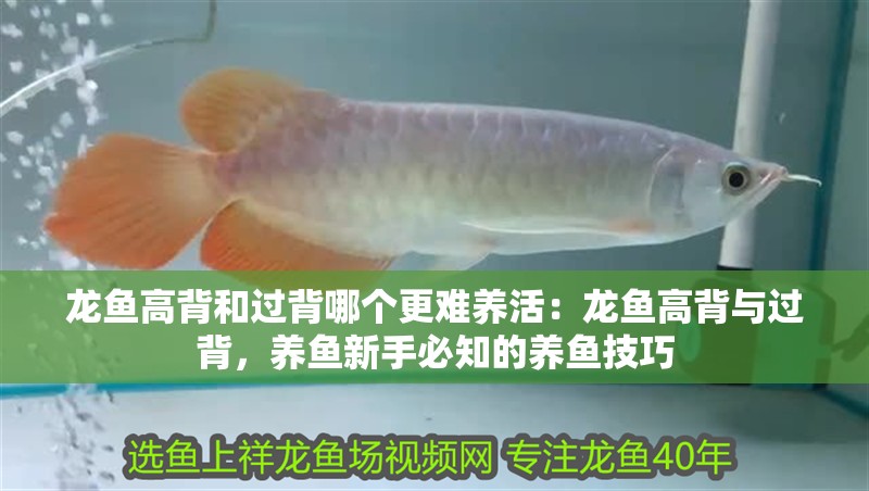 龍魚高背和過背哪個更難養活：龍魚高背與過背，養魚新手必知的養魚技巧