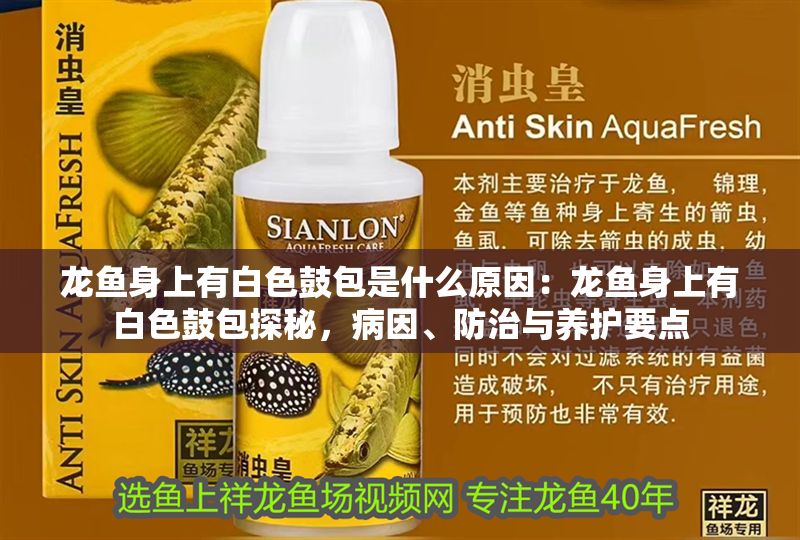 龍魚身上有白色鼓包是什么原因：龍魚身上有白色鼓包探秘，病因、防治與養(yǎng)護要點