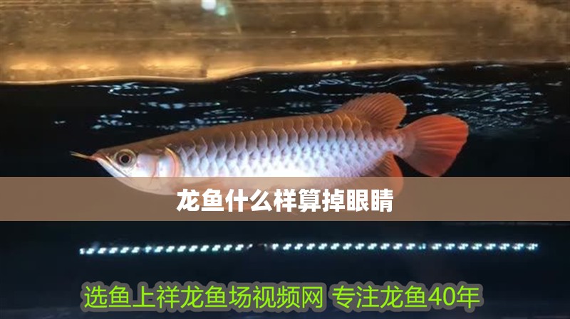 龍魚什么樣算掉眼睛