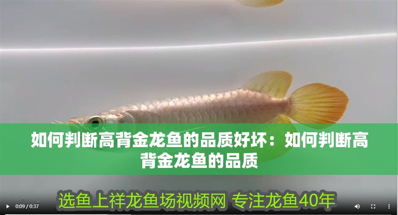 如何判斷高背金龍魚的品質好壞：如何判斷高背金龍魚的品質
