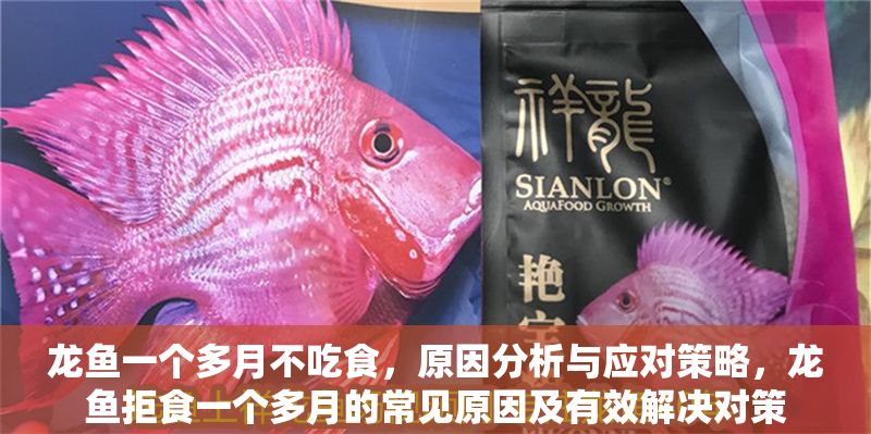龍魚一個多月不吃食，原因分析與應(yīng)對策略，龍魚拒食一個多月的常見原因及有效解決對策