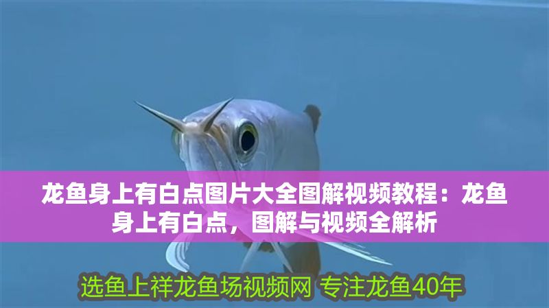 龍魚身上有白點圖片大全圖解視頻教程：龍魚身上有白點，圖解與視頻全解析