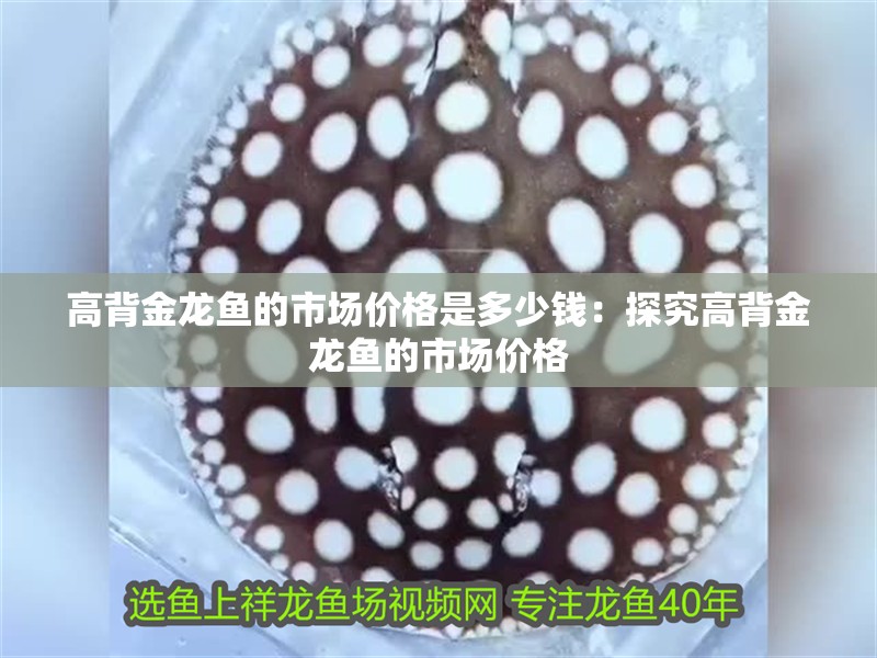 高背金龍魚的市場價格是多少錢：探究高背金龍魚的市場價格