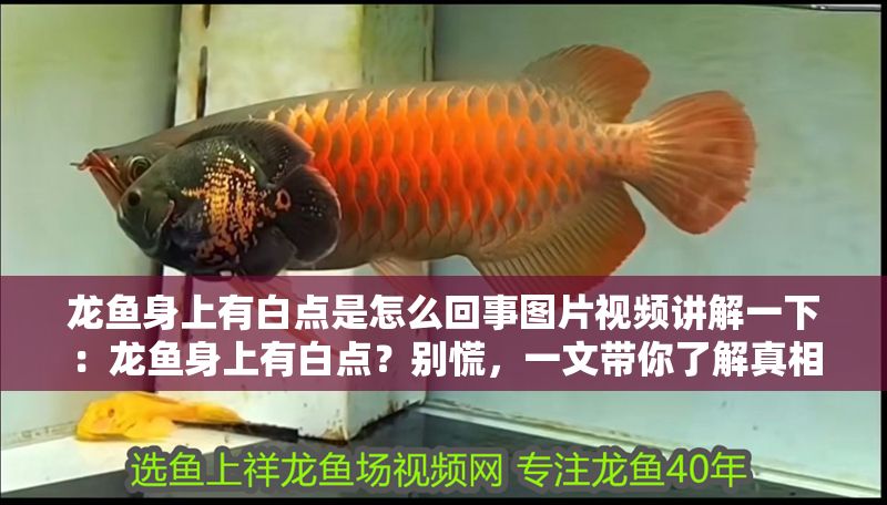 龍魚(yú)身上有白點(diǎn)是怎么回事圖片視頻講解一下：龍魚(yú)身上有白點(diǎn)？別慌，一文帶你了解真相！
