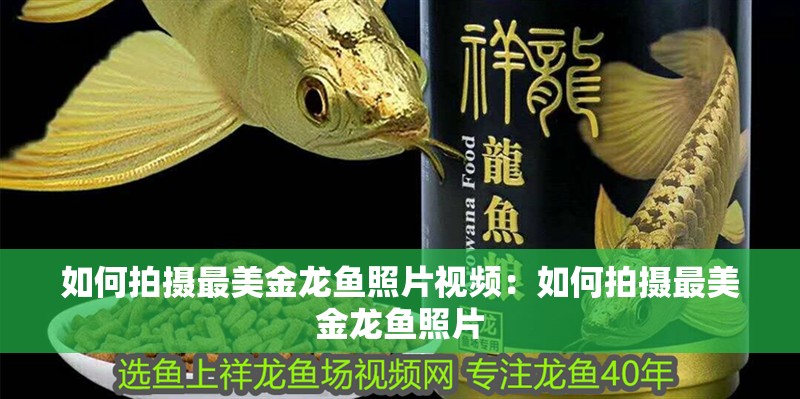 如何拍攝最美金龍魚照片視頻：如何拍攝最美金龍魚照片