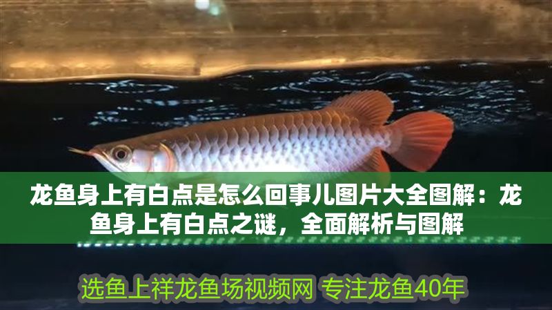 龍魚身上有白點是怎么回事兒圖片大全圖解：龍魚身上有白點之謎，全面解析與圖解