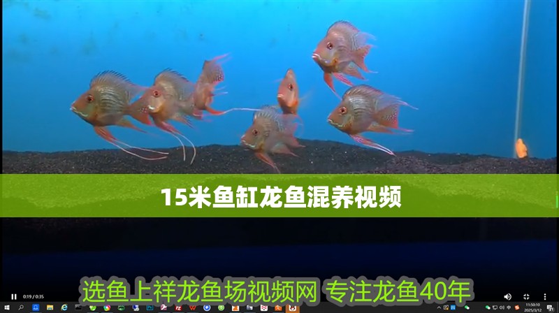 40cm銀龍魚價格