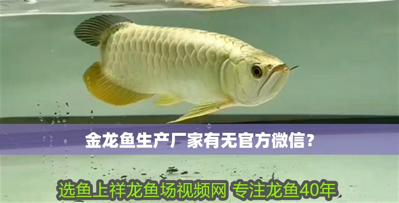 我的虎魚真菌感染了要怎么處理 金龍魚生產(chǎn)廠家有無官方微信? 龍魚百科 金龍魚生產(chǎn)廠家有無官方微信? 金龍魚生產(chǎn)廠家有無官方微信? 龍魚百科