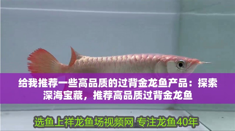 給我推薦一些高品質(zhì)的過背金龍魚產(chǎn)品：探索深海寶藏，推薦高品質(zhì)過背金龍魚