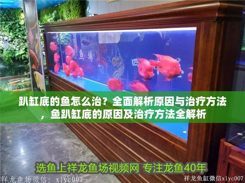趴缸底的魚怎么治？全面解析原因與治療方法，魚趴缸底的原因及治療方法全解析