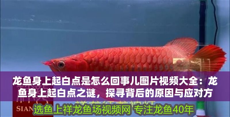 龍魚身上起白點是怎么回事兒圖片視頻大全：龍魚身上起白點之謎，探尋背后的原因與應對方法