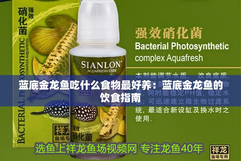 藍底金龍魚吃什么食物最好養：藍底金龍魚的飲食指南 藍底金龍魚吃什么食物最好養：藍底金龍魚的飲食指南 水族問答