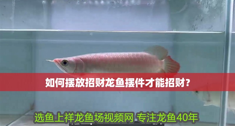 如何擺放招財龍魚擺件才能招財？