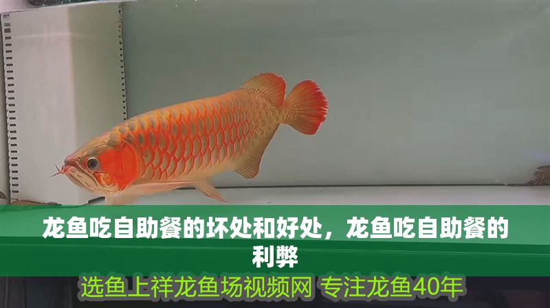 龍魚吃自助餐的壞處和好處，龍魚吃自助餐的利弊 龍魚吃自助餐的壞處和好處，龍魚吃自助餐的利弊 龍魚百科 第2張