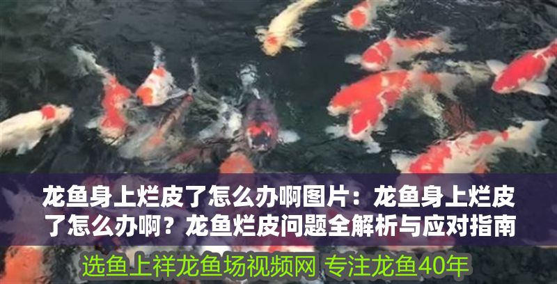 龍魚身上爛皮了怎么辦啊圖片：龍魚身上爛皮了怎么辦啊？龍魚爛皮問題全解析與應對指南