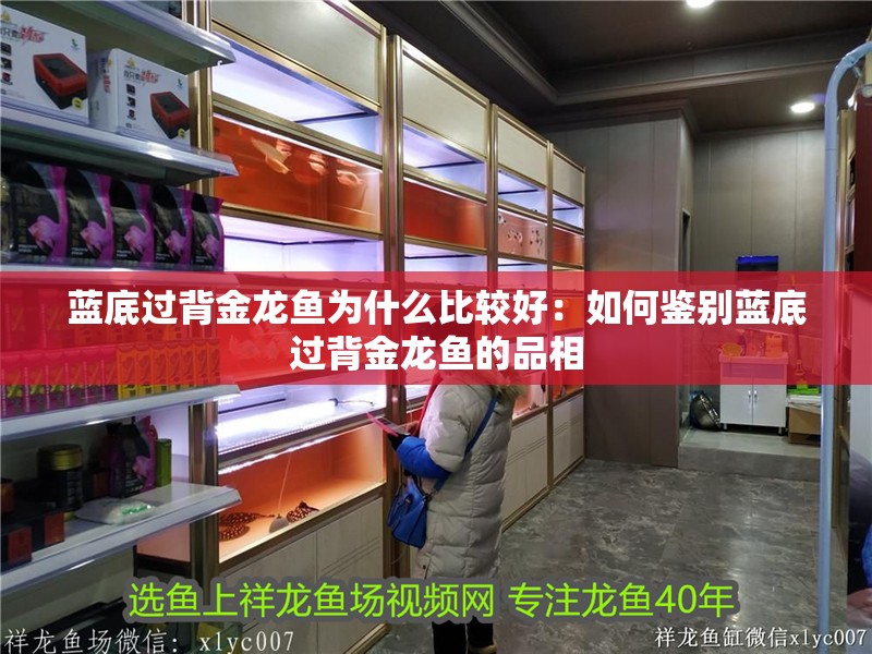 藍底過背金龍魚為什么比較好：如何鑒別藍底過背金龍魚的品相