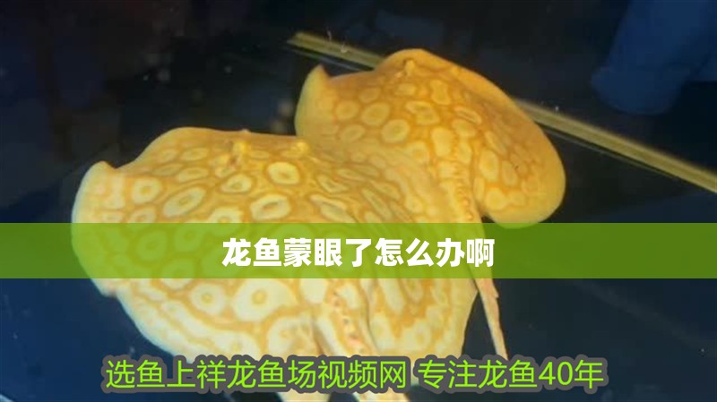 龍魚蒙眼了怎么辦啊
