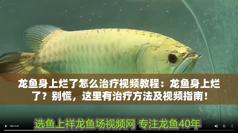 龍魚身上爛了怎么治療視頻教程：龍魚身上爛了？別慌，這里有治療方法及視頻指南！