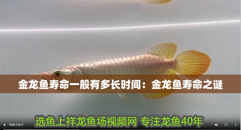 金龍魚壽命一般有多長時間：金龍魚壽命之謎