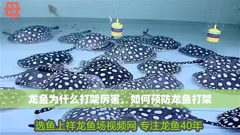 龍魚為什么打架厲害，如何預防龍魚打架