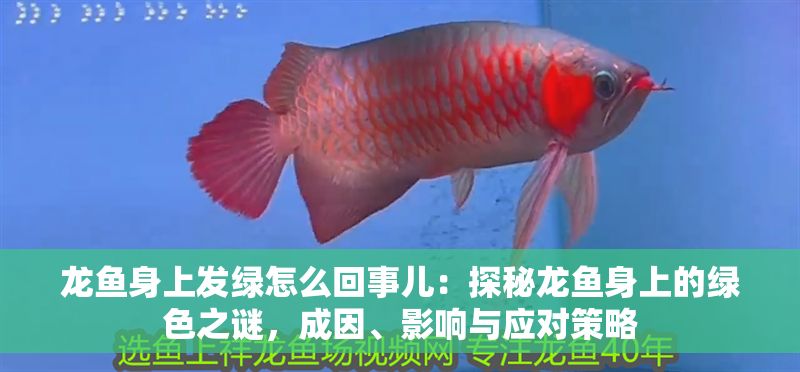 龍魚身上發(fā)綠怎么回事兒：探秘龍魚身上的綠色之謎，成因、影響與應對策略