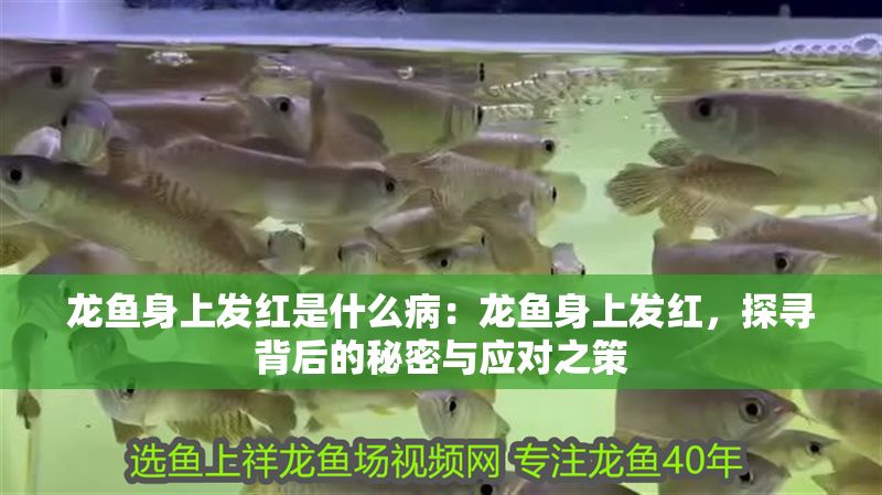 龍魚身上發紅是什么病：龍魚身上發紅，探尋背后的秘密與應對之策