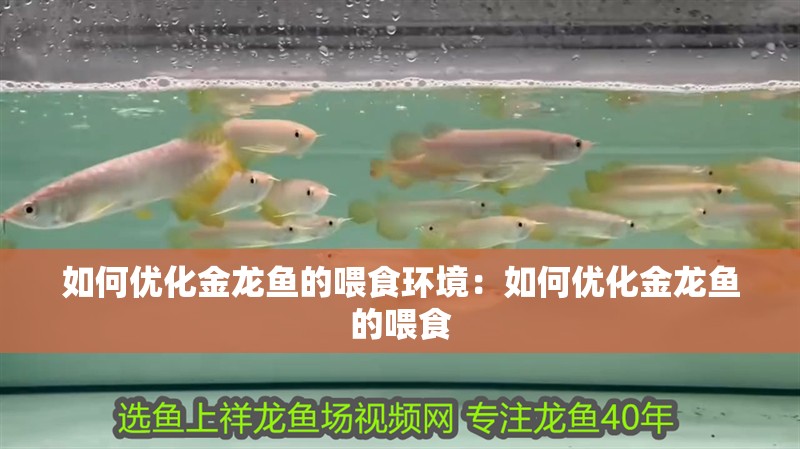 如何優(yōu)化金龍魚的喂食環(huán)境：如何優(yōu)化金龍魚的喂食