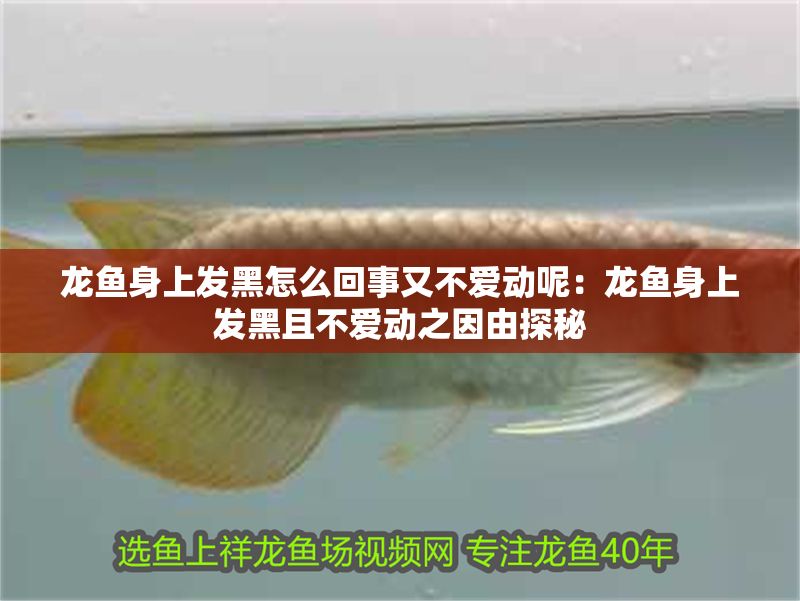 龍魚身上發(fā)黑怎么回事又不愛動呢：龍魚身上發(fā)黑且不愛動之因由探秘