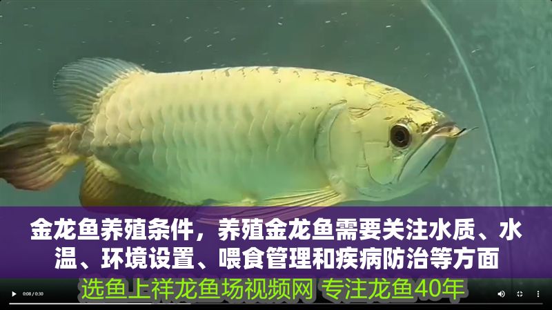 金龍魚養殖條件，養殖金龍魚需要關注水質、水溫、環境設置、喂食管理和疾病防治等方面