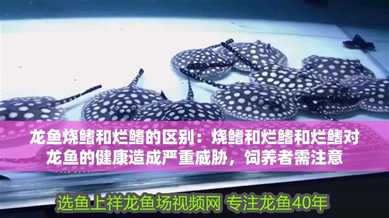 龍魚燒鰭和爛鰭的區別：燒鰭和爛鰭和爛鰭對龍魚的健康造成嚴重威脅，飼養者需注意