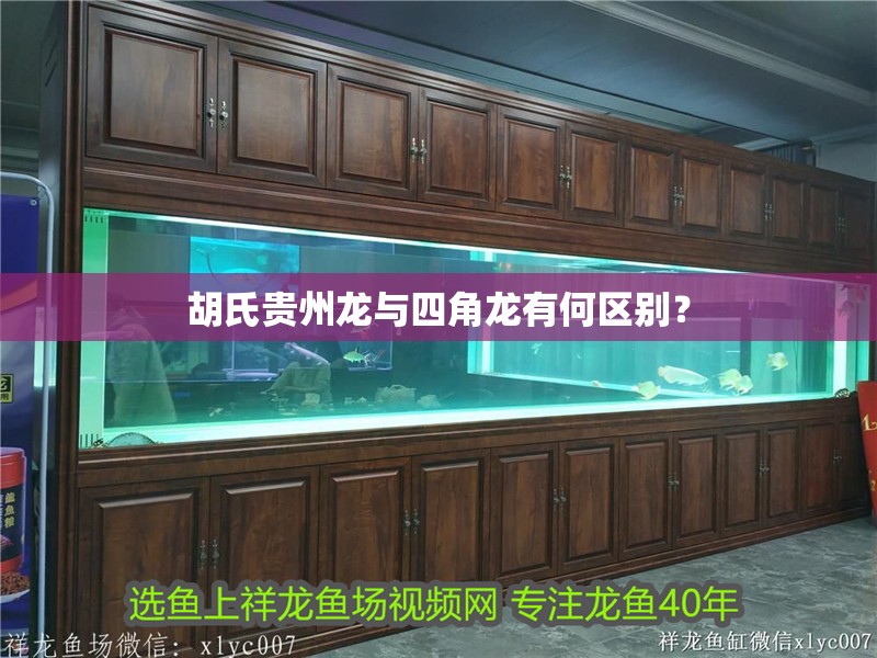 魚缸過濾器選購指南:自制魚缸過濾器魚缸上置過濾器對于養魚愛好者的必備知識 胡氏貴州龍與四角龍有何區別? 龍魚百科 胡氏貴州龍與四角龍有何區別? 胡氏貴州龍與四角龍有何區別? 龍魚百科