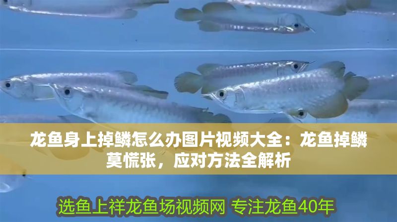 龍魚身上掉鱗怎么辦圖片視頻大全：龍魚掉鱗莫慌張，應對方法全解析