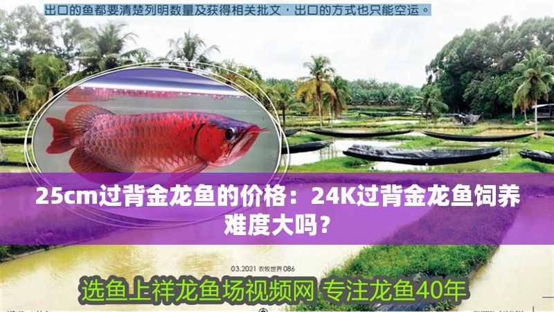 25cm過背金龍魚的價格：24K過背金龍魚飼養(yǎng)難度大嗎？