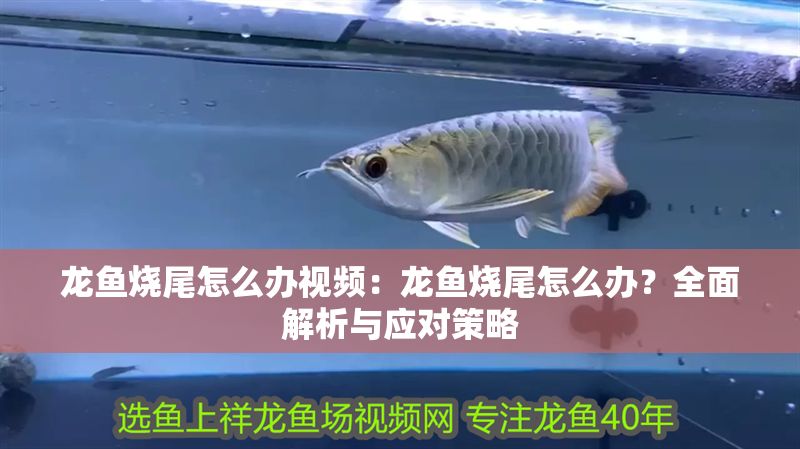 龍魚燒尾怎么辦視頻：龍魚燒尾怎么辦？全面解析與應(yīng)對(duì)策略