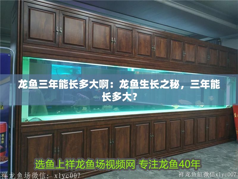 龍魚三年能長多大啊：龍魚生長之秘，三年能長多大？