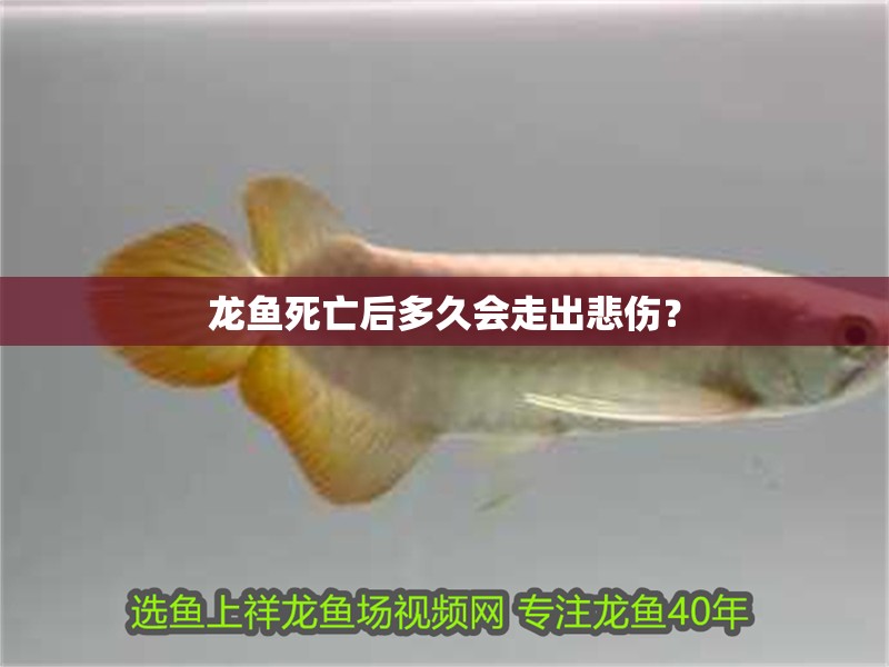 龍魚死亡后多久會走出悲傷？ 龍魚死亡后多久會走出悲傷？ 龍魚百科