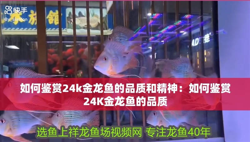 如何鑒賞24k金龍魚的品質和精神：如何鑒賞24K金龍魚的品質