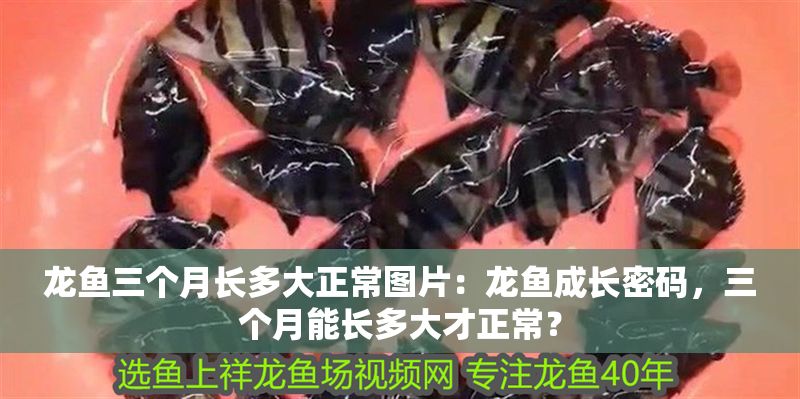 龍魚三個月長多大正常圖片：龍魚成長密碼，三個月能長多大才正常？